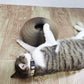 Magic Organ Cat Scratching Board Toy With Ball